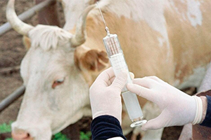 Профилактика бруцеллеза