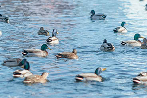 Грипп птиц и другие виды зоонозного гриппа