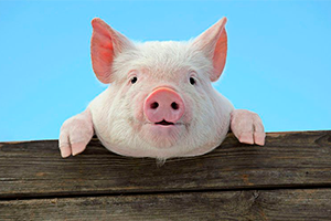 Африканская чума свиней: молниеносно распространяется и губительна до 100% случаев