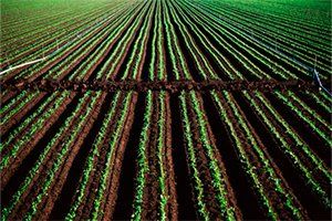 Руководителям сельскохозяйственных предприятий