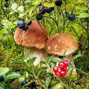 Про грибы и ягоды.