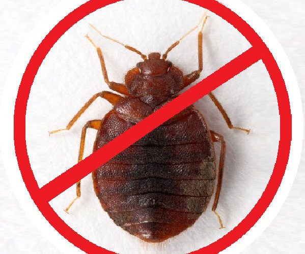 Клопы — незваные гости в вашем доме!